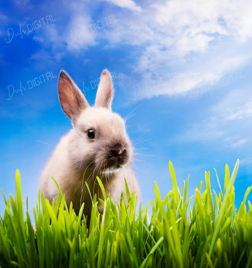 Playful Rabbit in Grass