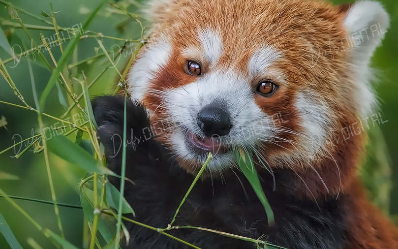 Red Panda Eating Bamboo