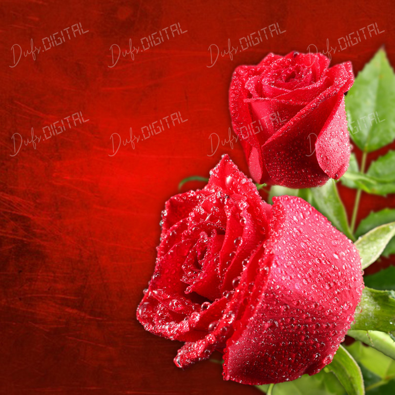 Red Roses with Drops