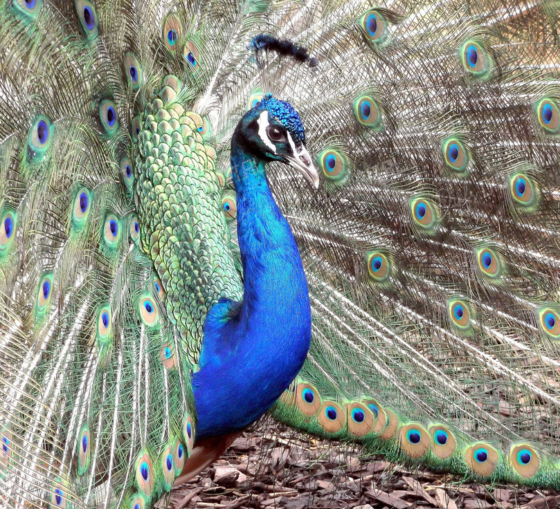 Vibrant Peacock Display