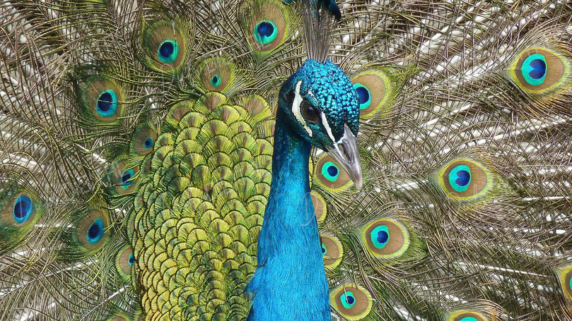 Vibrant Peacock Display