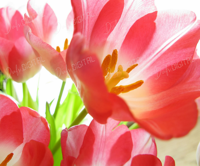 Vibrant Pink Tulips