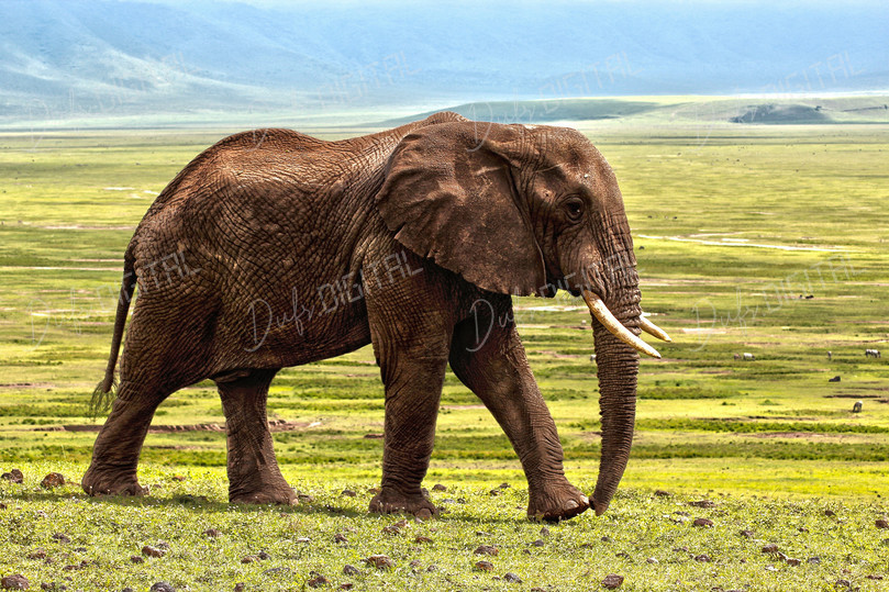 Majestic African Elephant