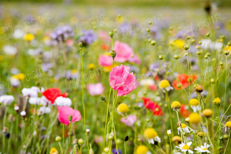 Colorful Wildflower Field