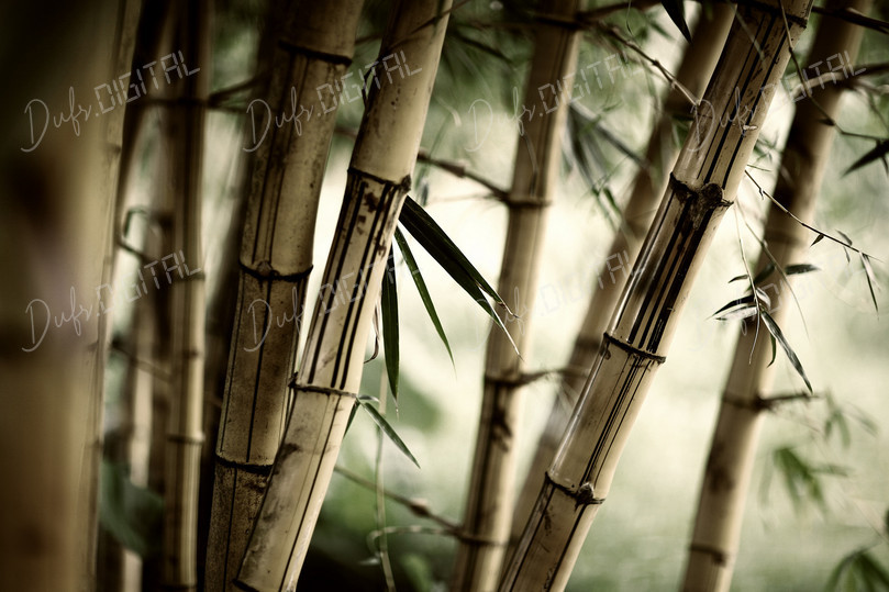 Bamboo Forest Close-up