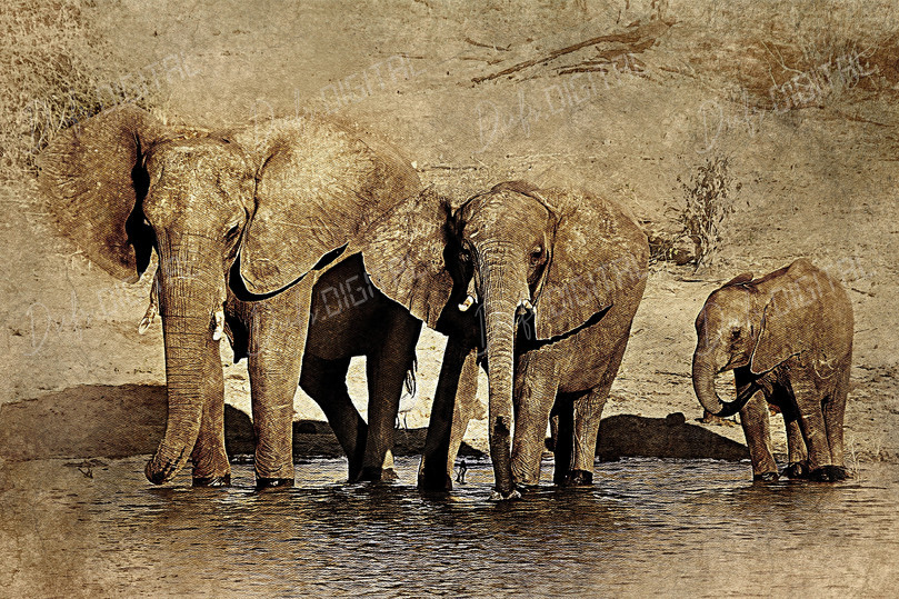 Elephants at Waterhole