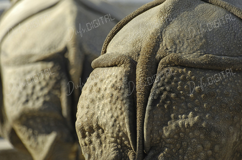 Rhino Close-Up