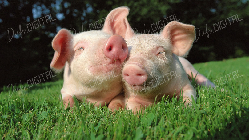 Cute Piglets Together