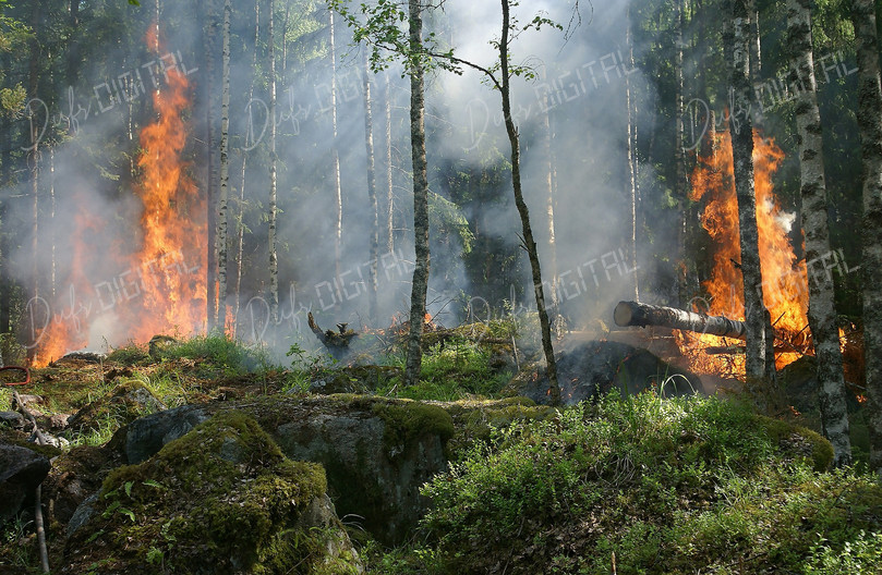 Forest Fire Scene