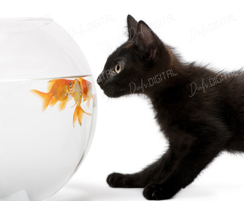 Cat and Goldfish