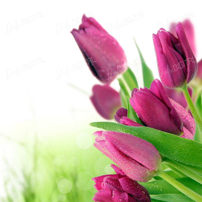 Purple Tulips in Bloom