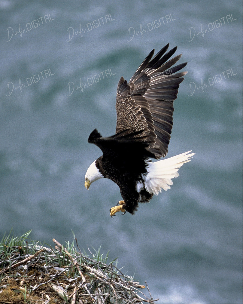 Eagle in Flight