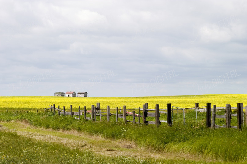Rural Landscape with Fences
