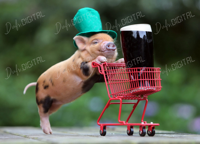 Pig with Shopping Cart