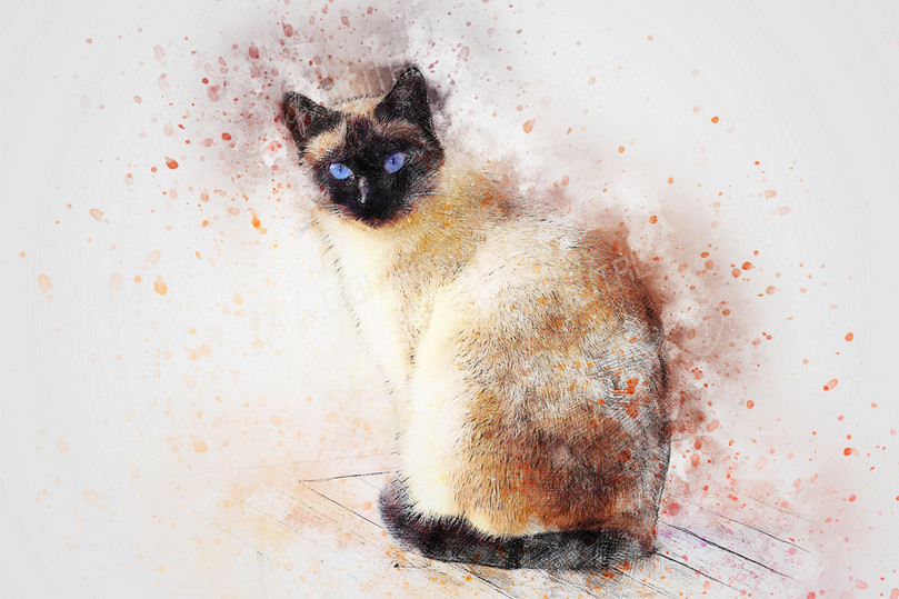 Siamese Cat Art