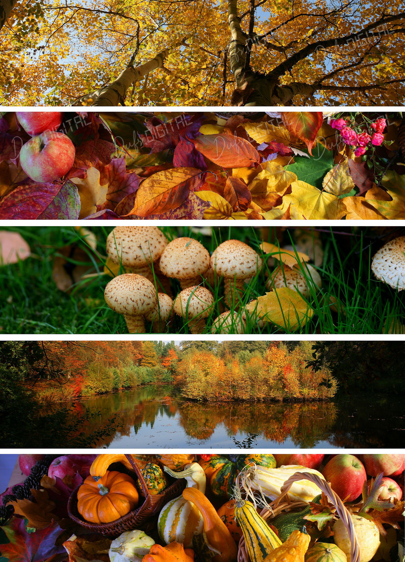 Autumn Nature Beauty