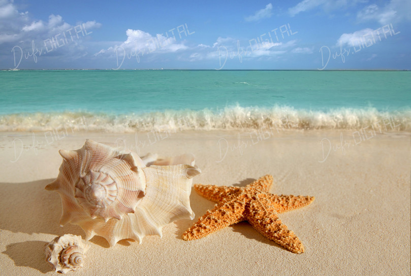 Coastal Shells and Starfish