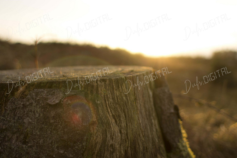 Sunset Over Tree Stump