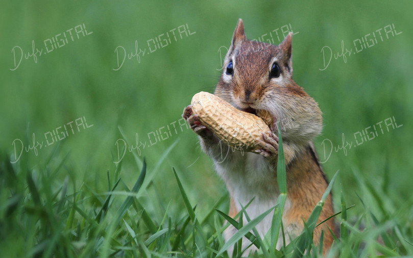 Squirrel with Peanut