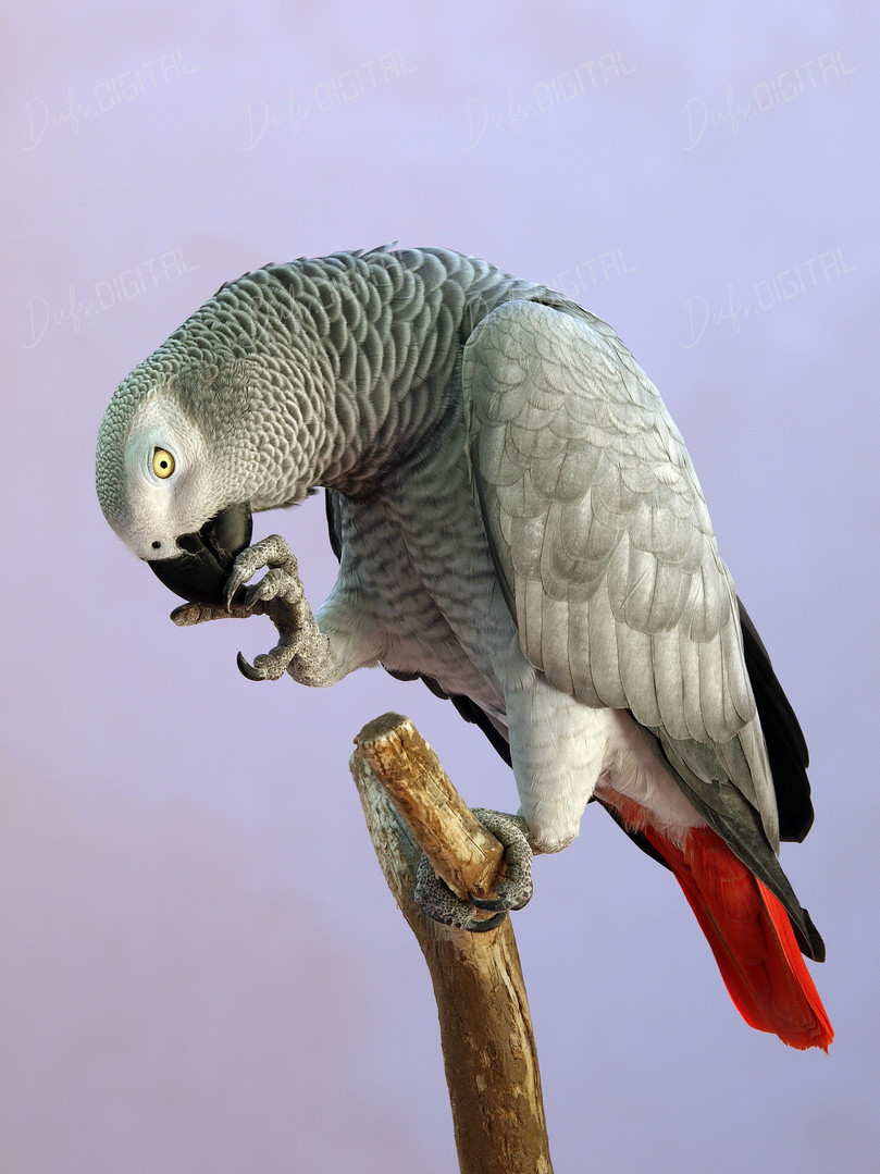 Grey Parrot Grooming