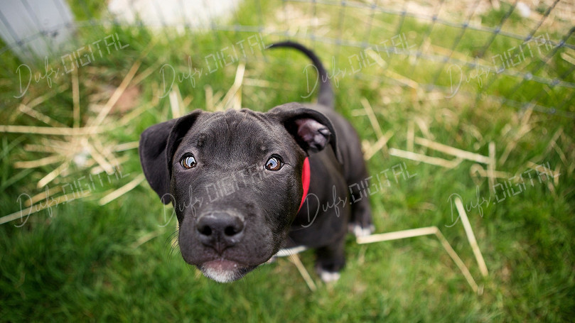 Curious Black Puppy