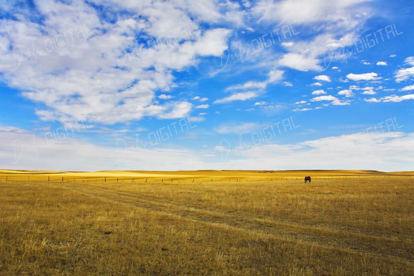 Vast Golden Landscape