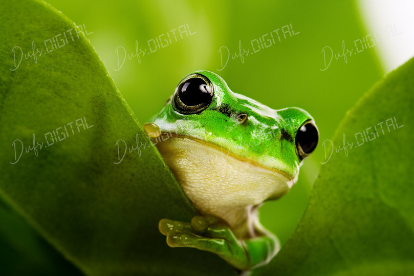 Green Frog Portrait