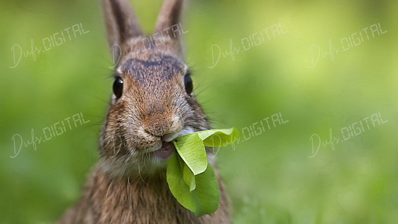 Rabbit Eating Green Leaf