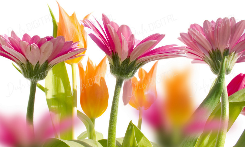 Colorful Flower Arrangement