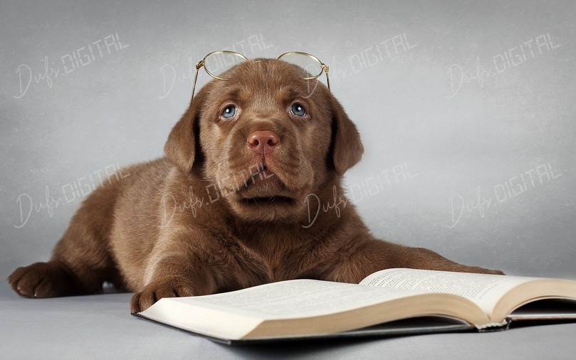 Puppy Reading a Book