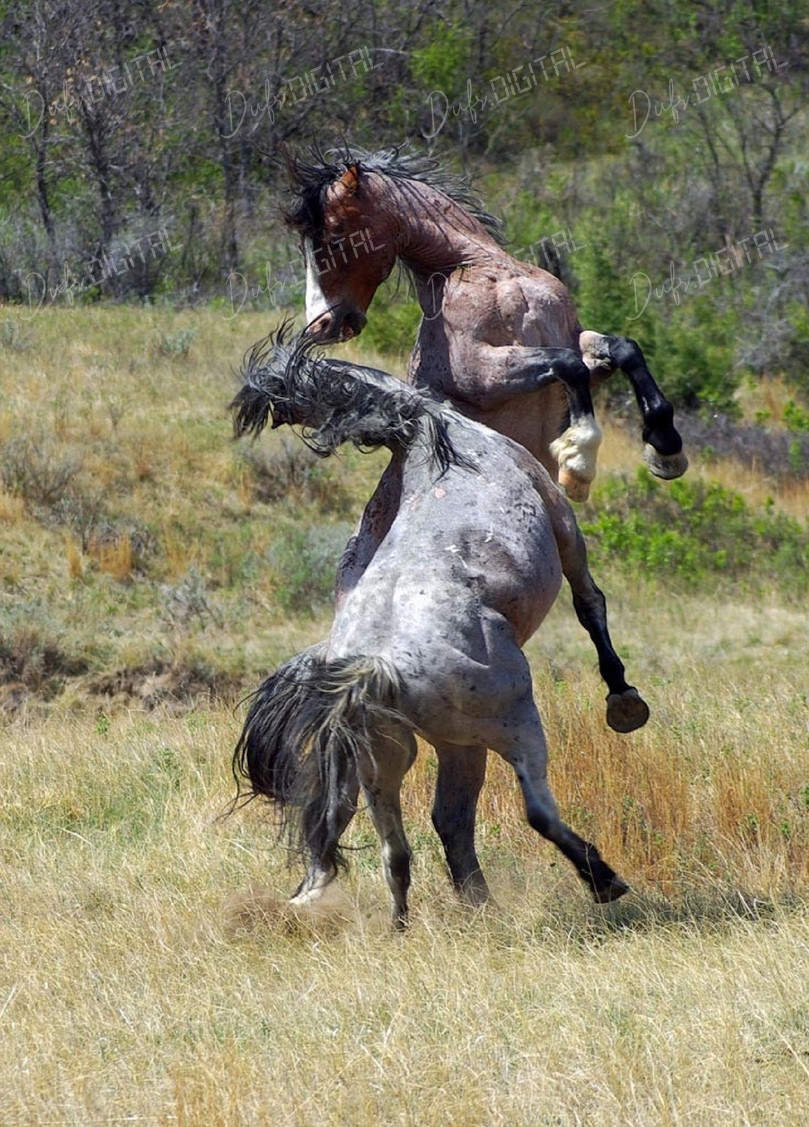 Horses Fighting in Field