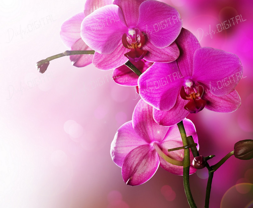 Purple Orchid Blooms