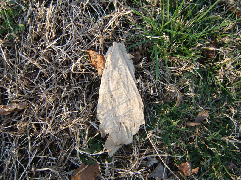 Fallen Leaf on Ground
