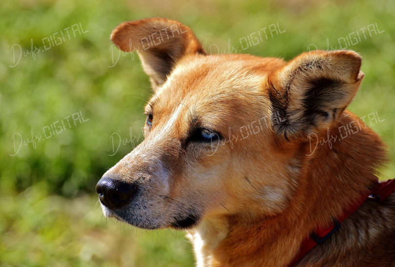 Curious Dog Portrait