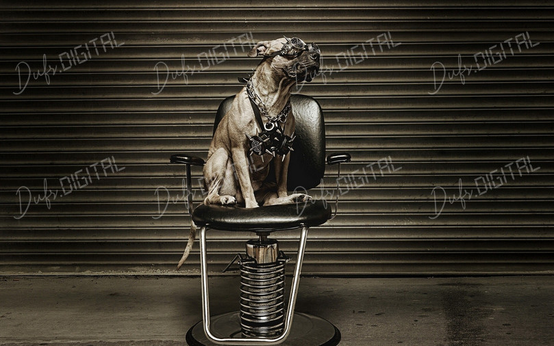 Stylish Dog Portrait