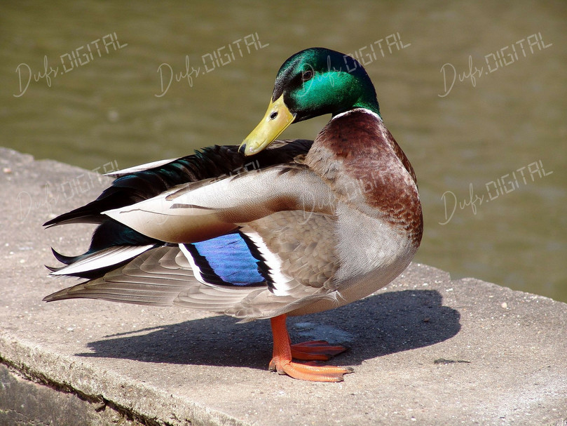 Colorful Mallard Duck