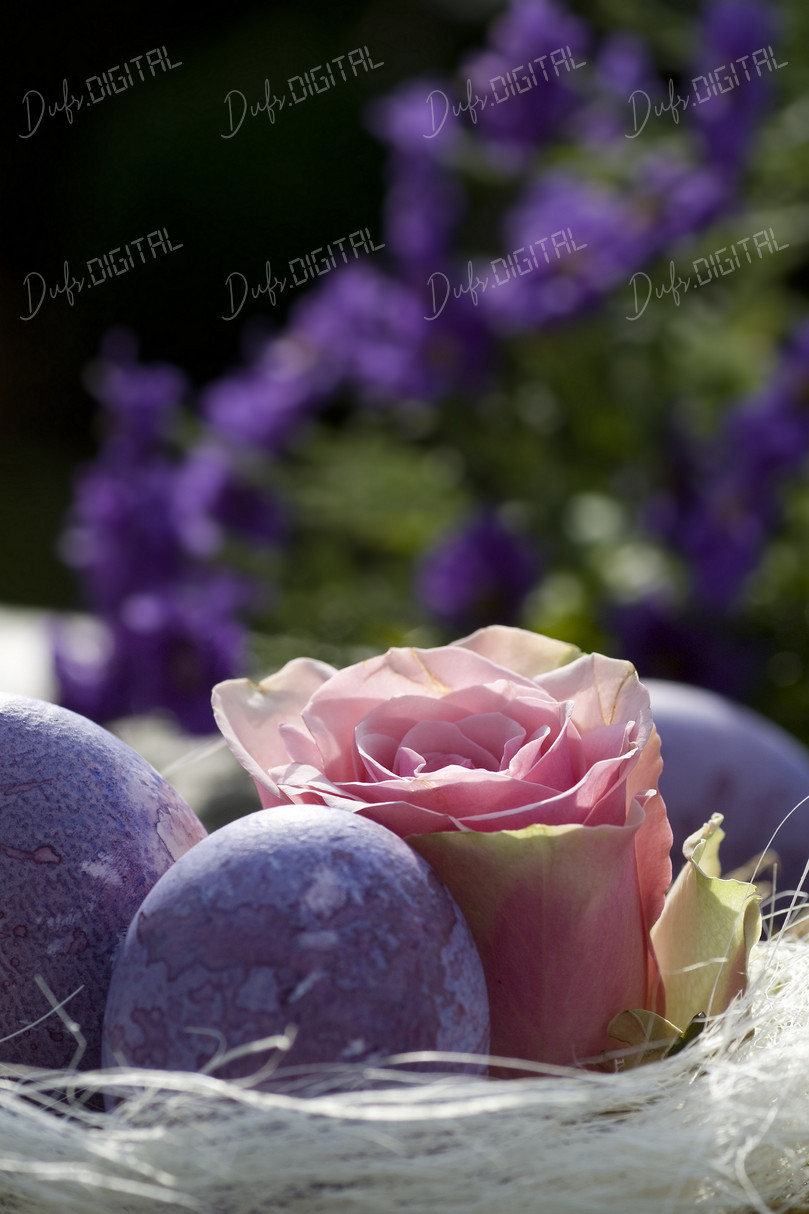 Easter Eggs and Rose