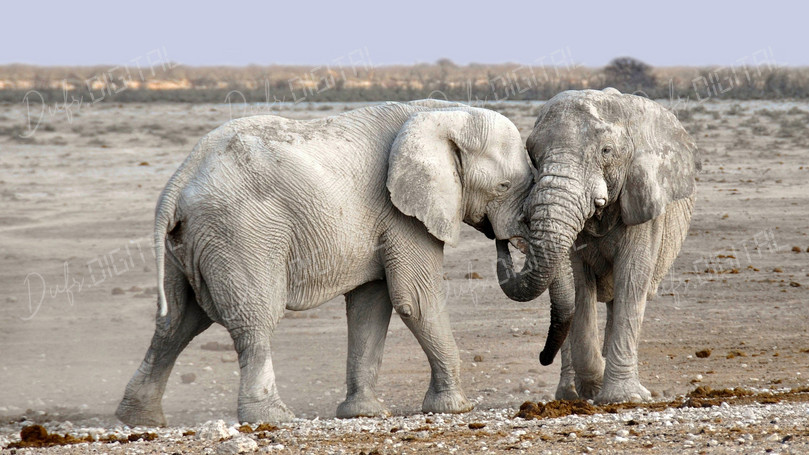 Elephants in Embrace