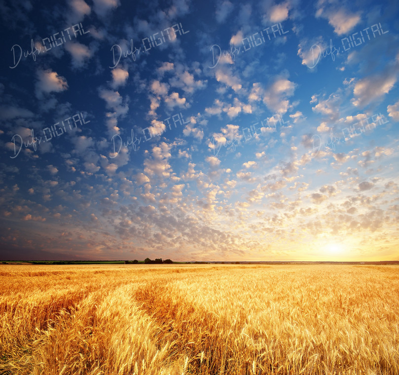 Golden Field at Sunset
