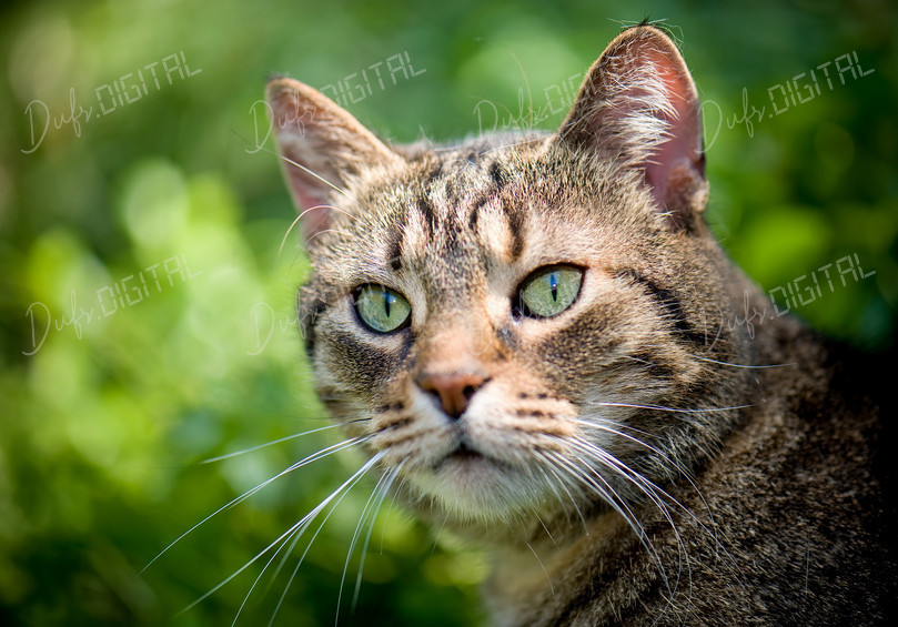 Focused Tabby Cat