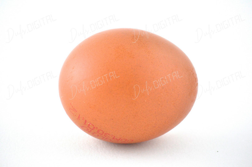 Brown Egg on White