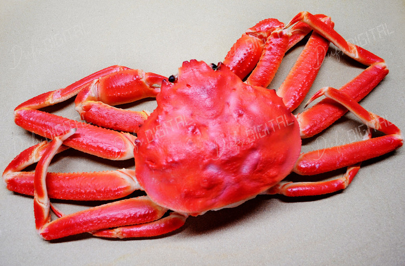 Red Crab on Surface