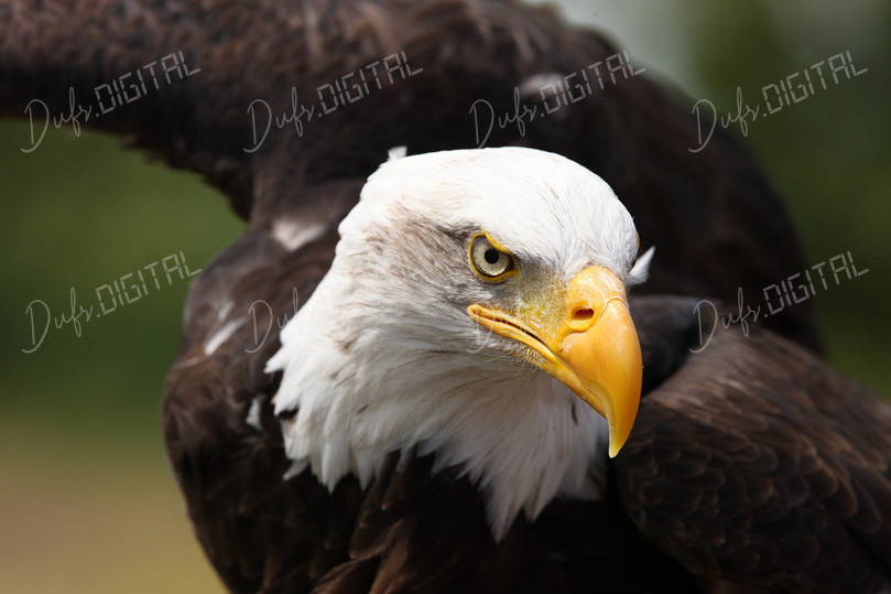 Majestic Bald Eagle