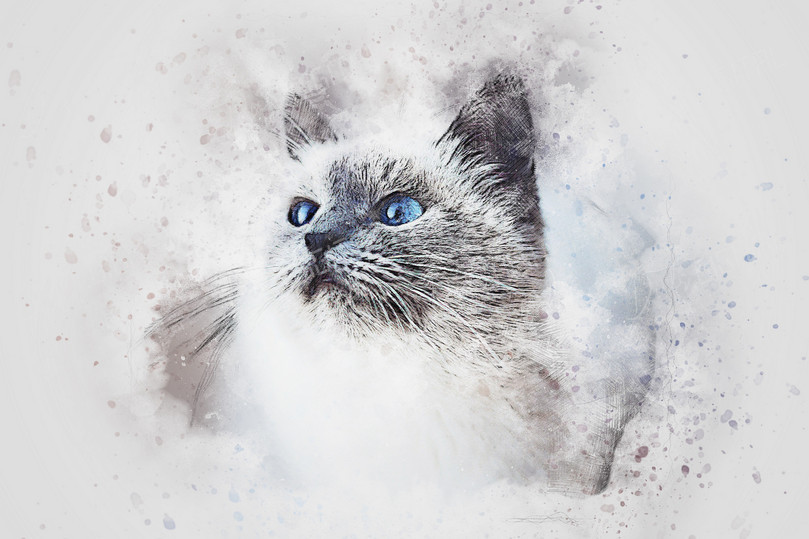 Blue Eyed Cat Portrait