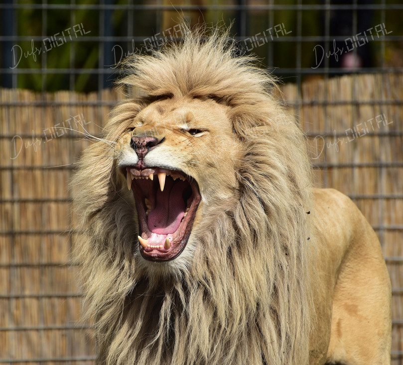 Majestic Lion Roaring