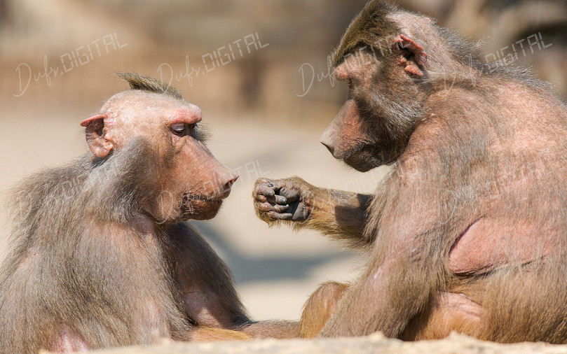 Baboons in Interaction