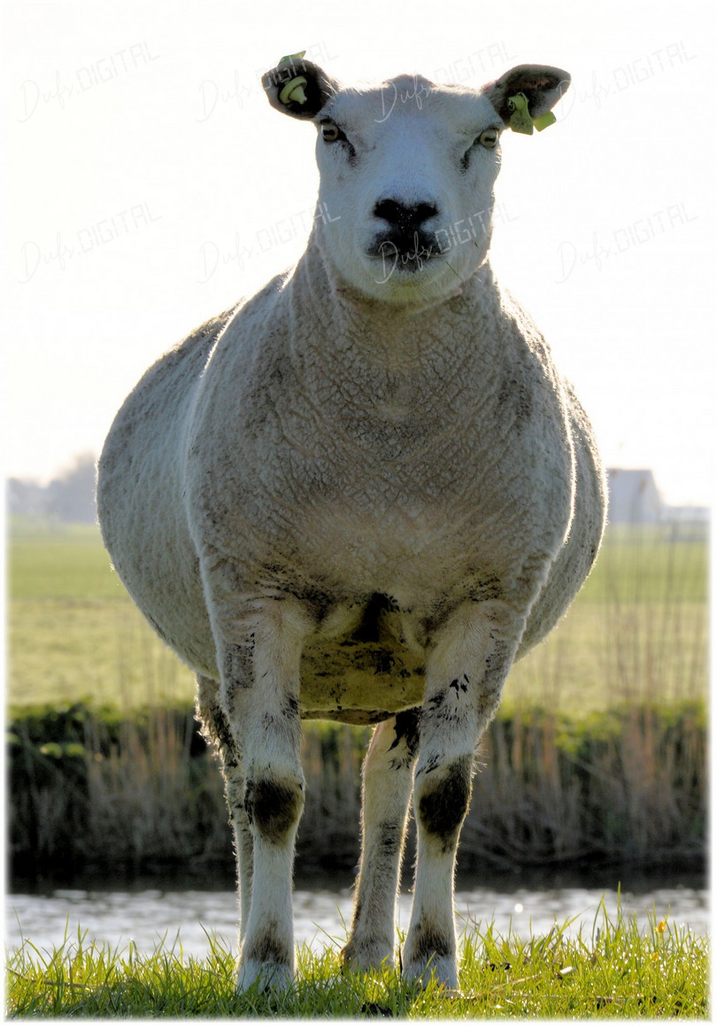 Standing Sheep in Field