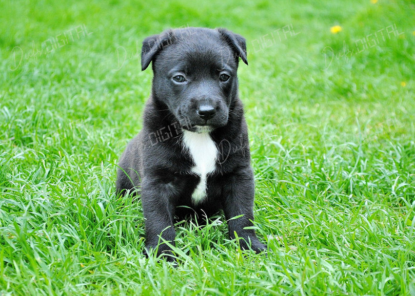 Playful Puppy on Grass