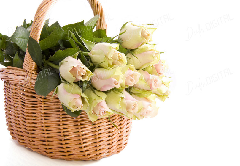 Basket of Roses
