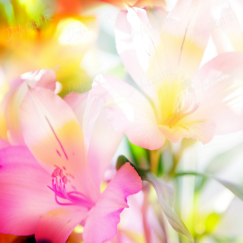 Vibrant Floral Abstract